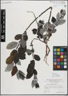 Foto von Salix myrsinifolia Salisb.